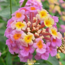 Lantana camara 'Orthenbourg'