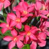 Nerium oleander 'Papa Gambetta'