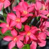 Nerium oleander 'Papa Gambetta'