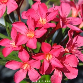 Nerium oleander 'Papa Gambetta'