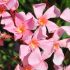 Laurier-rose 'Tito Poggi' (Nerium oleander)