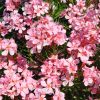 Nerium oleander 'Tito Poggi'