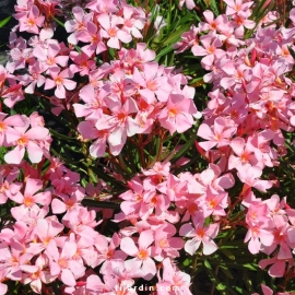 Nerium oleander 'Tito Poggi'