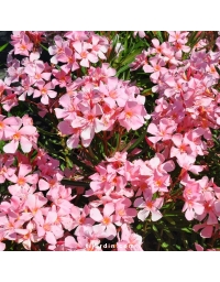 Laurier-rose 'Tito Poggi' (Nerium oleander)