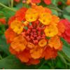 Lantana camara 'Professeur Raoux'