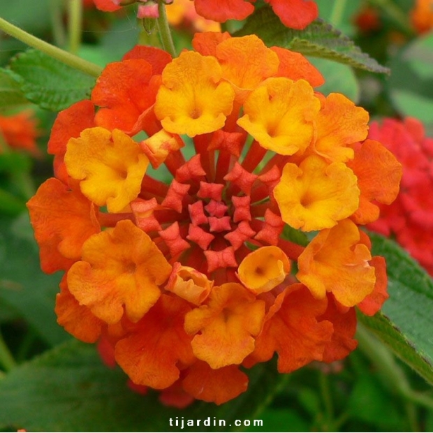 Lantana camara 'Professeur Raoux'