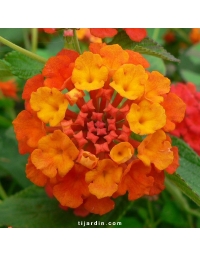 Lantana camara 'Professeur Raoux'