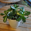 Crassula Ovata