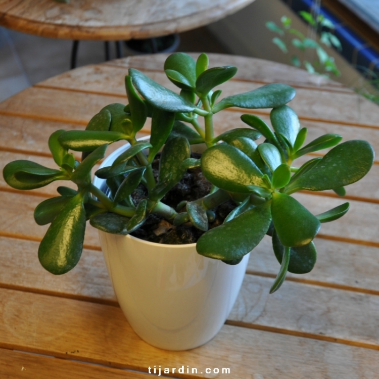 Crassula Ovata - Arbre de Jade d'Intérieur