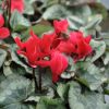 Cyclamen 'Décora' rouge