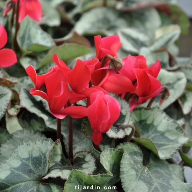 Cyclamen 'Décora' rouge : feuillage déco & fleurs rouge-vif - Tijardin