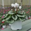 Cyclamen 'Décora' Blanc