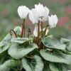 Cyclamen 'Décora' Blanc