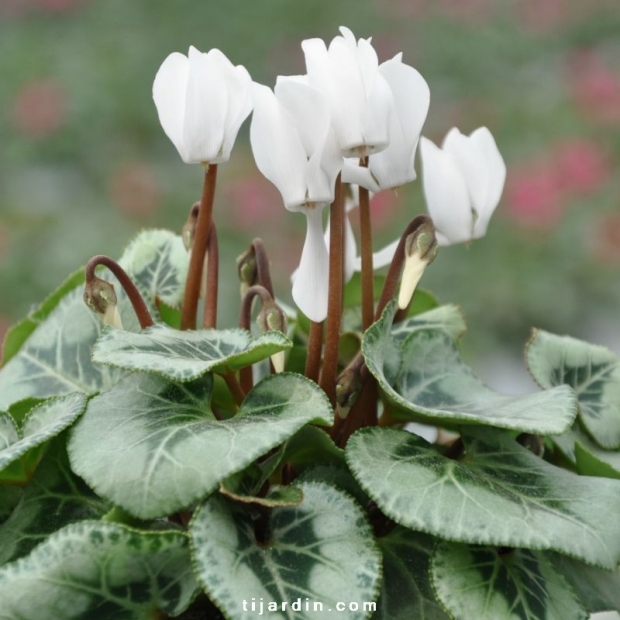 Cyclamen Décora blanc : feuillage déco &amp;amp; fleurs lumineuses - Tijardin