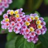 Lantana camara 'Rose de Corné'