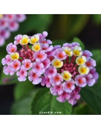 Lantana camara 'Rose de Corné'