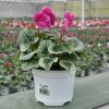 Cyclamen 'Décora' violet
