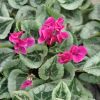 Cyclamen 'Décora' violet