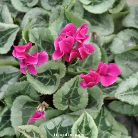 Cyclamen 'Décora' violet