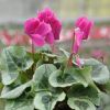Cyclamen 'Décora' violet