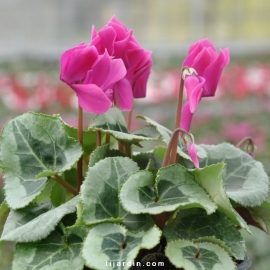 Cyclamen 'Décora' violet