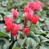 Cyclamen 'Décora' saumon