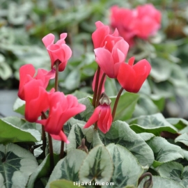 Cyclamen 'Décora' saumon