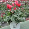 Cyclamen 'Décora' saumon
