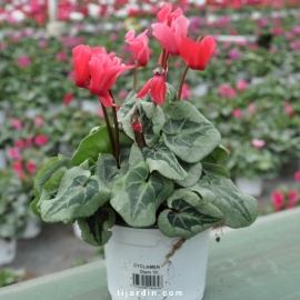 Cyclamen 'Décora' saumon