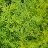 Asparagus