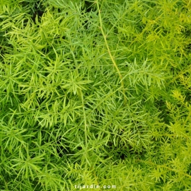 Asparagus