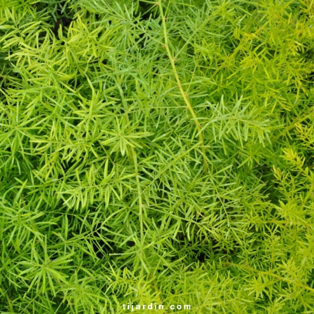 Asparagus