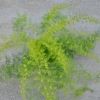 Asparagus