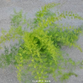 Asparagus
