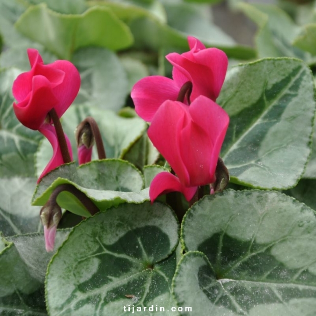 Cyclamen 'Décora' magenta