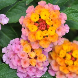 Lantana camara 'Saturne'