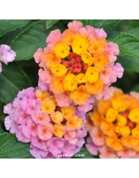 Lantana camara 'Saturne'