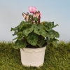 Cyclamen 'VICTORIA®' mini