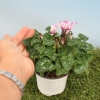 Cyclamen 'VICTORIA®' mini