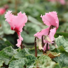 Cyclamen 'Frizzelia' rose clair