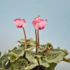 Cyclamen 'Décora' VICTORIA®