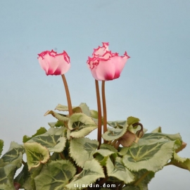 Cyclamen 'Décora' VICTORIA®