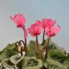 Cyclamen 'Décora' VICTORIA®