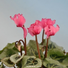 Cyclamen 'Décora' VICTORIA®