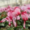 Cyclamen 'VICTORIA®' rose au cœur et liseré fuchsia