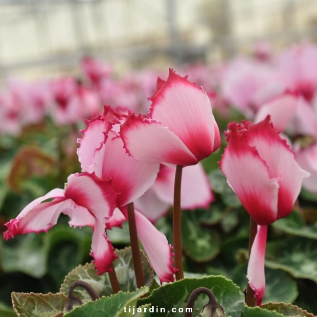 Cyclamen 'VICTORIA®' rose au cœur et liseré fuchsia Cyclamen 'VICTORIA®' rose au cœur et liseré fuchsia