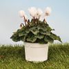 Cyclamen 'Mini' blanc