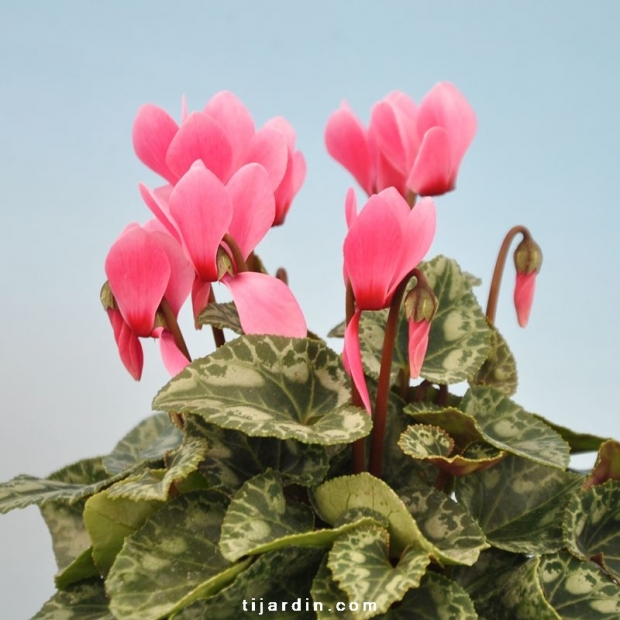 Cyclamen 'Mini' rose clair