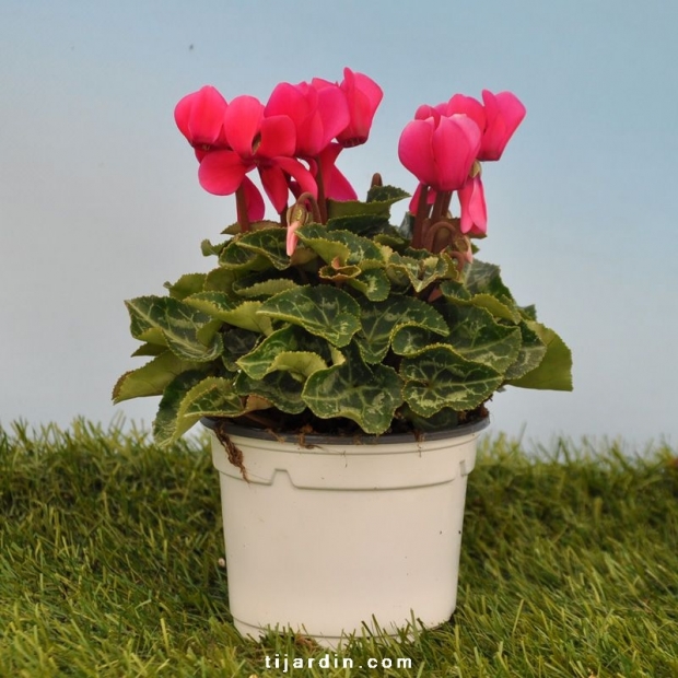 Cyclamen Mini fuchsia - Tijardin : producteur de plantes fleuries  méditerranéennes