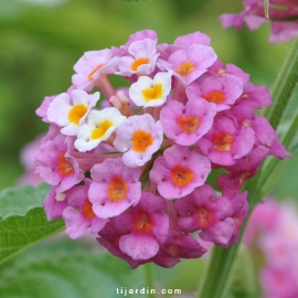 Lantana camara 'Feston Rose'